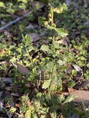 Aceria baccharipha