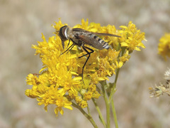 Hymenothrix wislizeni