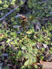Aceria baccharipha