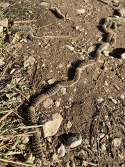 Thaumetopoea pityocampa