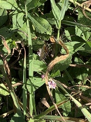 Phyciodes phaon phaon