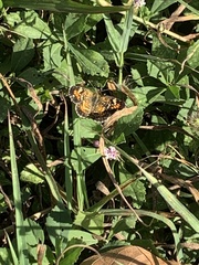 Phyciodes phaon phaon