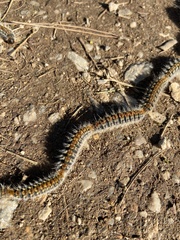 Thaumetopoea pityocampa