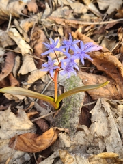 Scilla vindobonensis