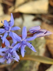 Scilla vindobonensis