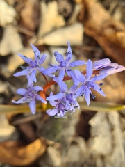 Scilla vindobonensis