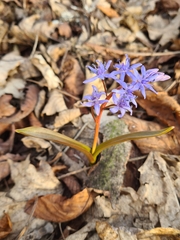Scilla vindobonensis