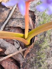 Scilla vindobonensis