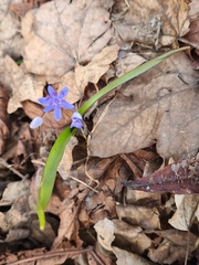 Scilla vindobonensis