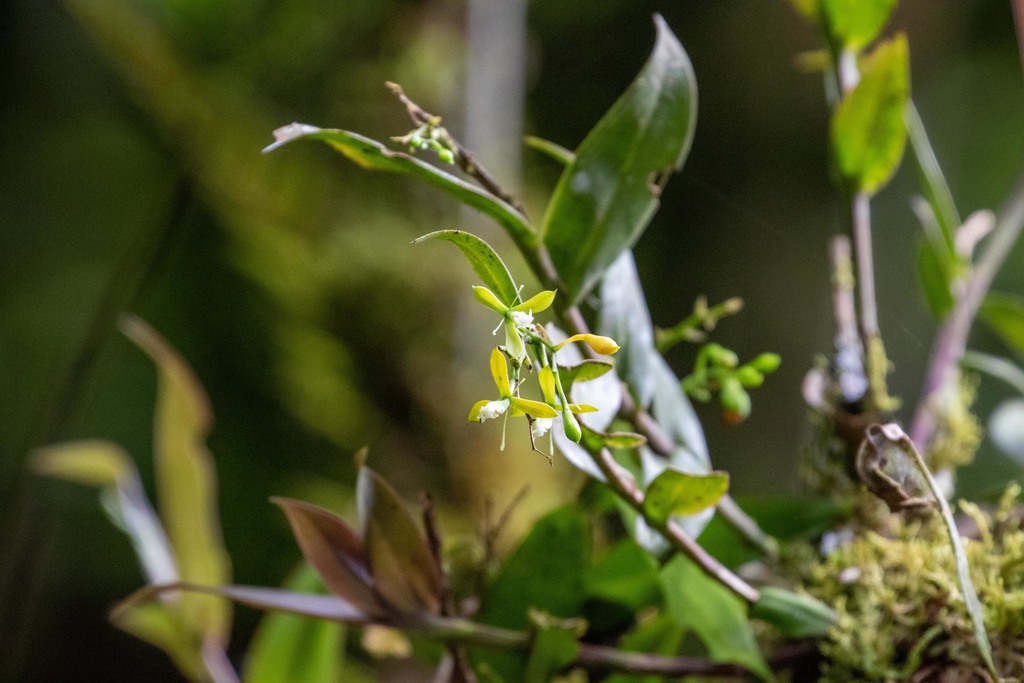 Epidendrum macbridei