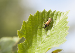 Pedostrangalia pubescens