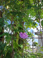 Ipomoea crinicalyx