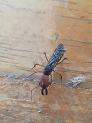 Odontomachus erythrocephalus