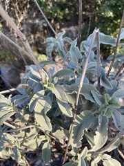Salvia pomifera