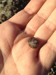 Calliostoma
