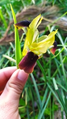 Iris tuberosa