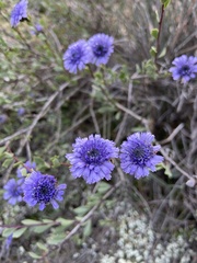 Globularia alypum