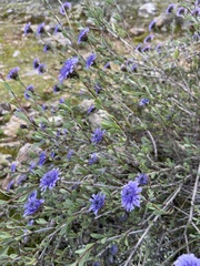 Globularia alypum