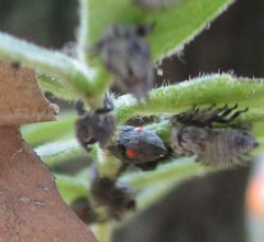 Enchenopa quadricolor