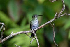 Taphrospilus hypostictus