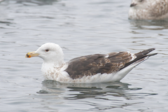 Larus marinus