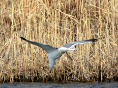 Larus armenicus