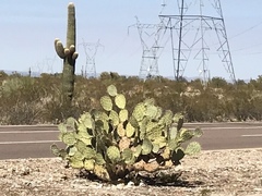 Opuntia engelmannii engelmannii