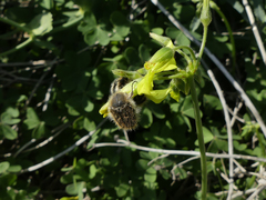 Tropinota squalida