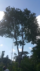 Rhopalocarpus