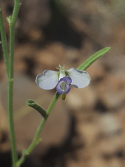 Hebecarpa barbeyana