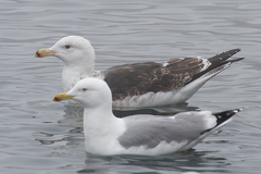 Larus marinus