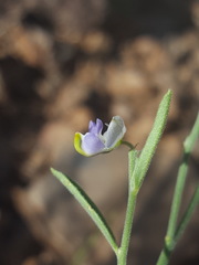 Hebecarpa barbeyana