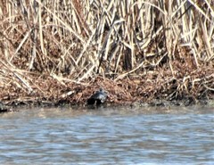 Chrysemys picta picta