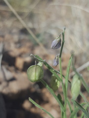 Hebecarpa barbeyana