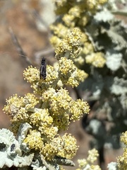 Buddleja glomerata