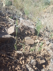 Hebecarpa barbeyana