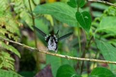 Phlogophilus hemileucurus