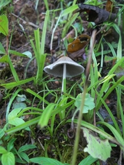 Fungi