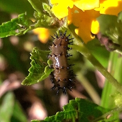 Junonia genoveva hilaris