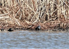 Chrysemys picta picta