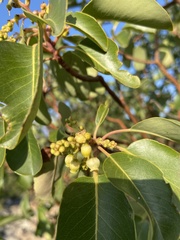 Arbutus andrachne