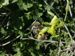 Tropinota squalida