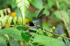 Phlogophilus hemileucurus