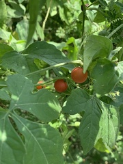 Blastania cerasiformis