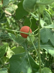 Blastania cerasiformis