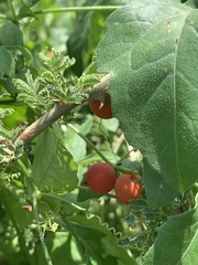 Blastania cerasiformis