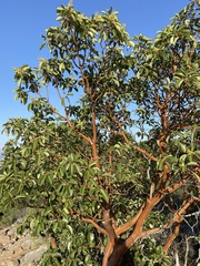 Arbutus andrachne