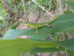 Anolis chlorocyanus