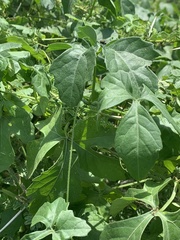 Blastania cerasiformis