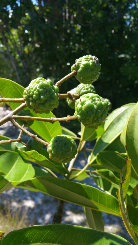 rhopalocarpus family